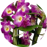 Orchidej Dendrobium